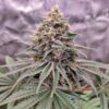 Blue Zushi Feminized - Cannabis Seeds