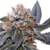 Blue Zushi Feminized - Cannabis Seeds
