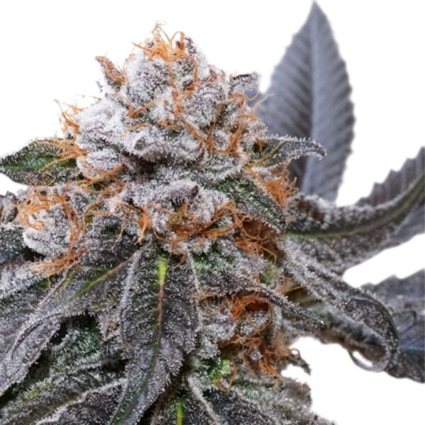 Blue Zushi Feminized - Cannabis Seeds