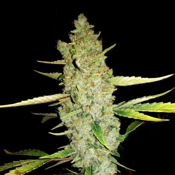 Fog Monster Auto Fem - Cannabis Seeds