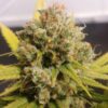 Lemon Z Feminized - Cannabis Seeds