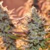 Lemon Z Feminized - Cannabis Seeds
