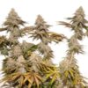 Tropical Tangie Feminized - Cannabis Seeds