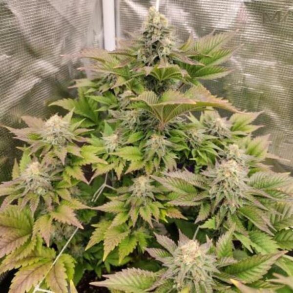 Tropical Tangie Feminized - Cannabis Seeds