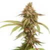 Tropical Tangie Feminized - Cannabis Seeds