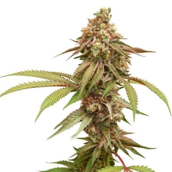 Tropical Tangie Feminized - Cannabis Seeds